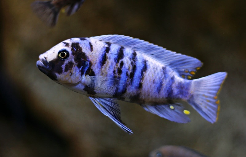 Maylandia zebra 'Masinje'